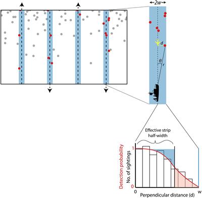 Estimating the Abundance of Marine Mammal Populations